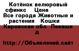 Котёнок велюровый сфинкс. › Цена ­ 15 000 - Все города Животные и растения » Кошки   . Кировская обл.,Леваши д.